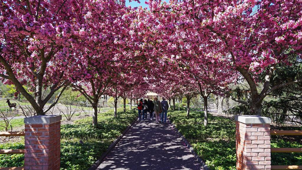 The best places to see cherry blossoms around Chicago
